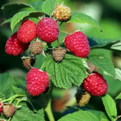 Малиновое дерево СКАЗКА в Осиповичах
