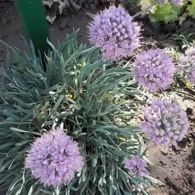 Лук СПИРАЛИС горный в Осиповичах