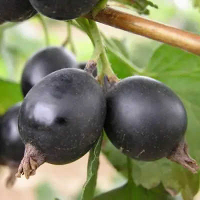 ЙОШТА в Осиповичах