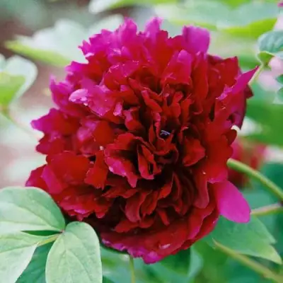 Пион ГАЛАКТИКА травянистый в Осиповичах