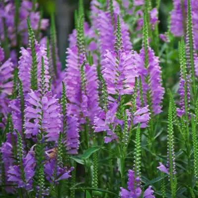 Физостегия РОЗЕЯ виргинская в Осиповичах