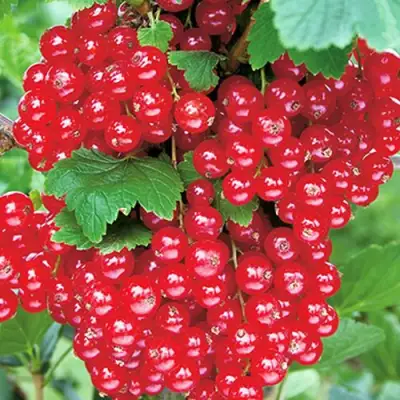 Смородина красная РУДНЕУС в Осиповичах