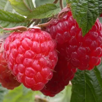 Малина ПИНГВИН в Осиповичах