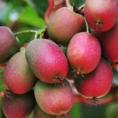 Актинидия ВЕЙКИ аргута в Осиповичах