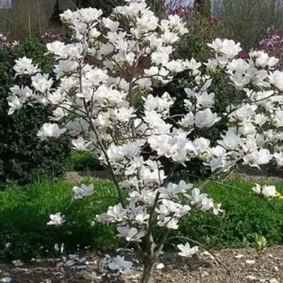 Магнолия АЛЬБА СУПЕРБА в Осиповичах