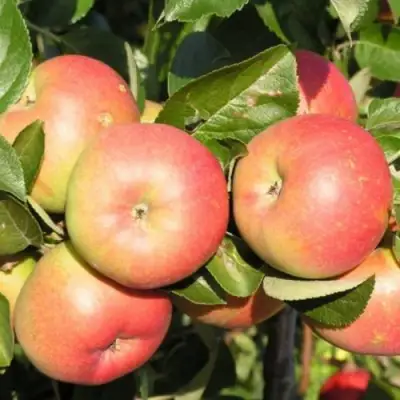 Яблоня РЕДКРАФТ в Осиповичах
