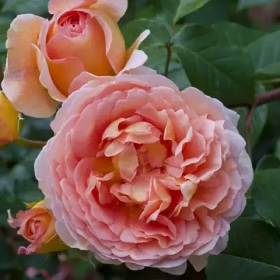 Роза АБРАХАМ ДЕРБИ английская в Осиповичах