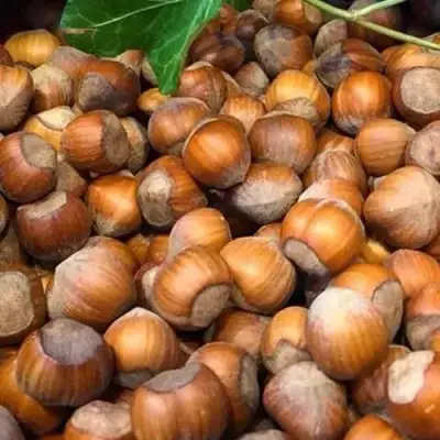 Фундук ТОНДА ДЖИФФОНИ в Осиповичах