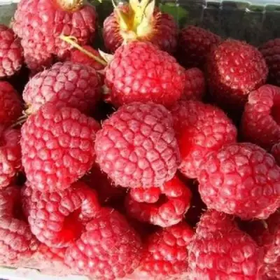 Малина ПОЛЕСЬЕ в Осиповичах