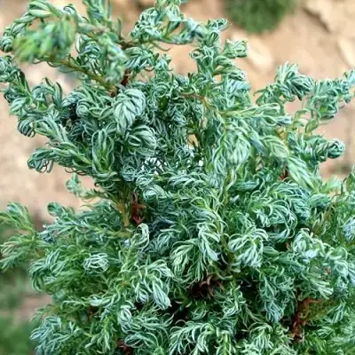 Кипарисовик БЕБИ БЛЮ горохоплодный в Осиповичах