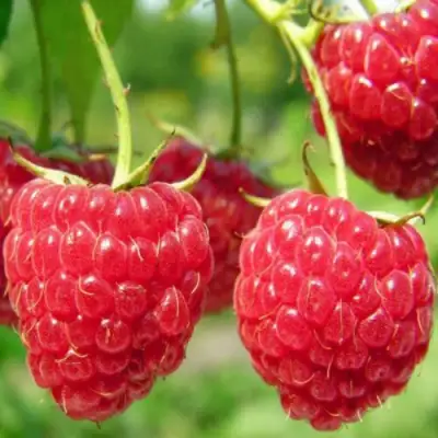 Малина ПИНГВИН в Осиповичах