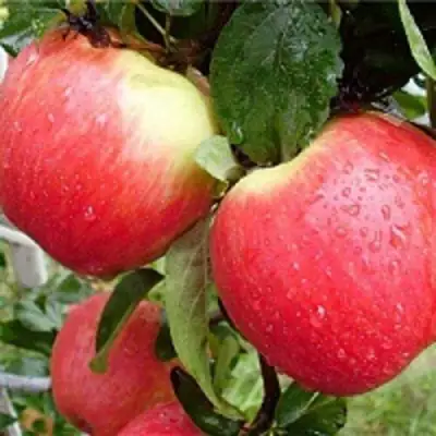 Яблоня ЖЕНЕВА (ЖЕНЕВА ЭРЛИ) в Осиповичах