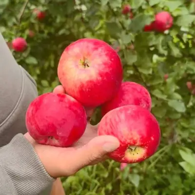 Яблоня АКСЕНА в Осиповичах