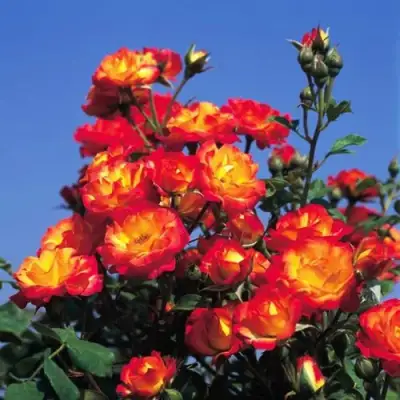 Роза ТАЙФУН спрей в Осиповичах