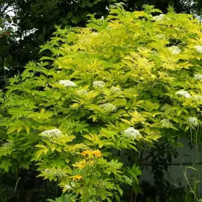 Бузина черная АУРЕА в Осиповичах