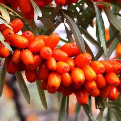 Облепиха ДЖЕМОВАЯ в Осиповичах