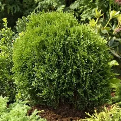 Туя ТИНИ ТИМ западная в Осиповичах