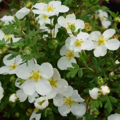 Лапчатка АББОТСВУД кустарниковая в Осиповичах