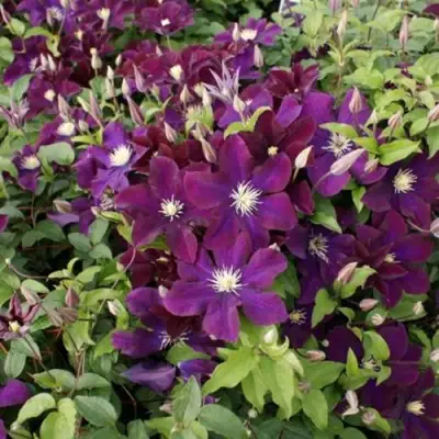 Клематис ГЕРОИ ВАРШАВЫ в Осиповичах