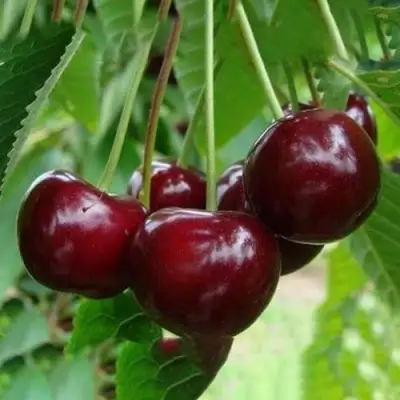 Вишня ЖАДАНА в Осиповичах