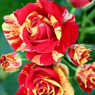 Роза ФАЙЕР ФЛЕШ спрей в Осиповичах