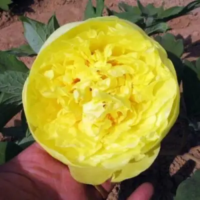 Пион ЗОЛОТО ПОДНЕБЕСНОЙ древовидный в Осиповичах