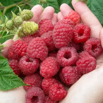 Малина МОЛЛИНГ ДЖУНО в Осиповичах