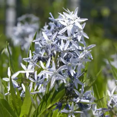 Амсония ТАБЕРНЕМОНТАНА в Осиповичах