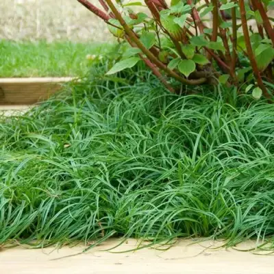 Осока БИТЛЗ в Осиповичах