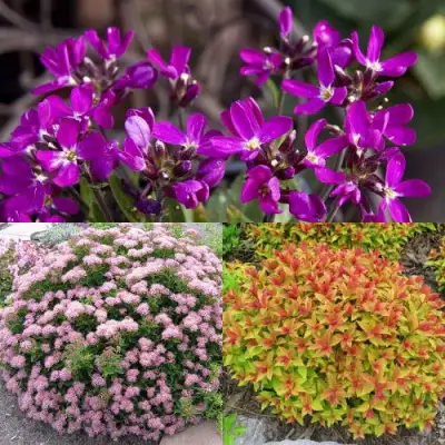 Комплект ЯПОНСКИЙ САД в Осиповичах