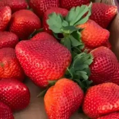 Клубника МОНТЕРЕЙ ремонтантная в Осиповичах