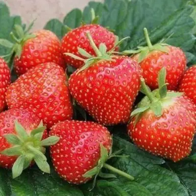 Клубника ЭЛЬСАНТА в Осиповичах