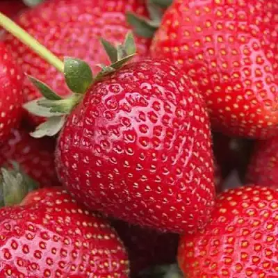 Клубника СЕЛЬВА ремонтантная в Осиповичах