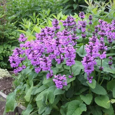 Буквица крупноцветковая в Осиповичах