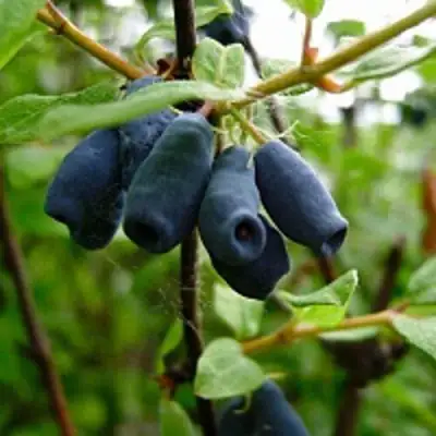 Жимолость съедобная ВОЛХОВА в Осиповичах