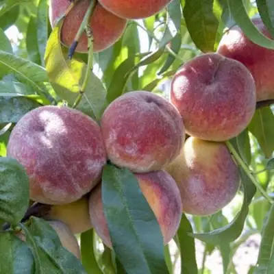 Персик ЗАРМЕНЮ в Осиповичах