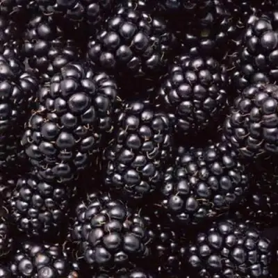 Ежевика ОРКАН бесшипная  в Осиповичах