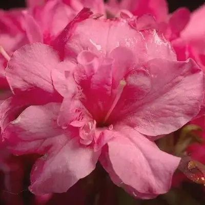 Азалия РОКОКО японская в Осиповичах