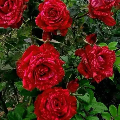 Роза РЕД ИНТУИШН чайно-гибридная в Осиповичах