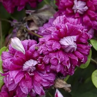 Клематис ПУРПУРЕА ПЛЕНА ЭЛЕГАНС в Осиповичах