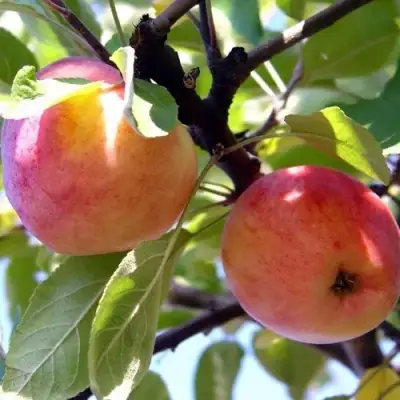 Яблоня АБРИКОСОВАЯ в Осиповичах