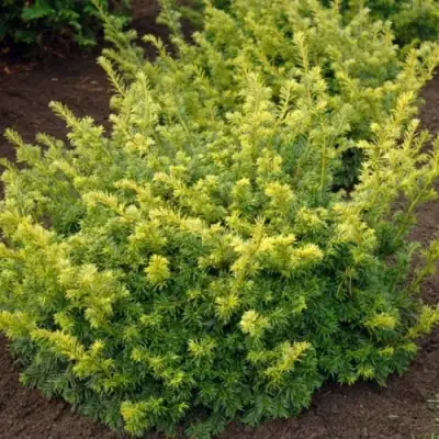 Тис ЭЛЕГАНТИССИМА ягодный в Осиповичах