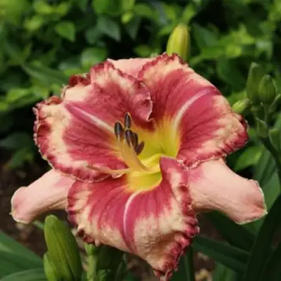 Лилейник АУТСТАНДИНГ гибридный в Осиповичах