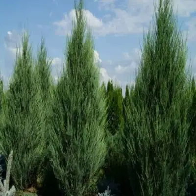 Можжевельник СКАЙРОКЕТ  скальный в Осиповичах