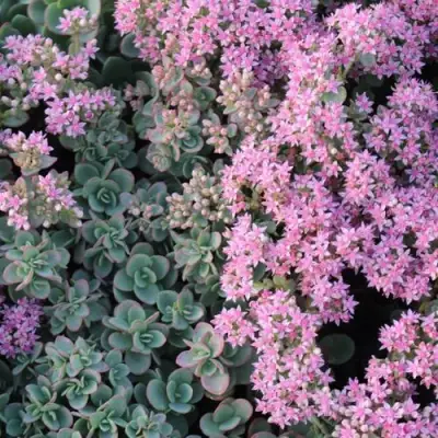 Очиток (седум) САНСПАРКЛЕР ЛАЙМ ЗИНГЕР в Осиповичах
