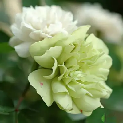 саженцы розы Грин Айс