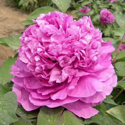 Пион ОРНАМЕНТ древовидный в Осиповичах