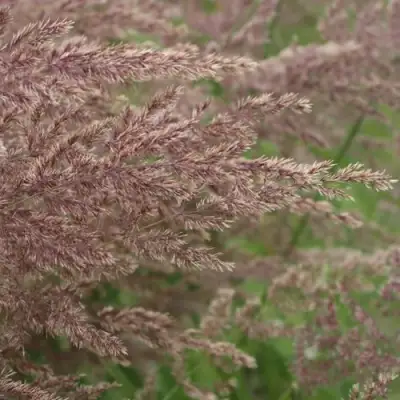 Вейник КАРЛ ФОРСТЕР остроцветковый в Осиповичах