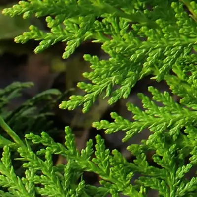 Туя восточная в Осиповичах