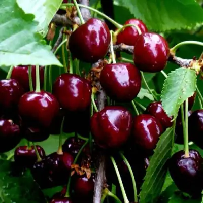 Черешня РЕВНА в Осиповичах